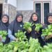 Wanita LDII Lamongan Ikuti Pelatihan dan Panen Hidroponik, Dorong Pola Konsumsi Sayuran Sehat Cegah Stunting
