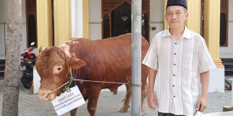 LDII Lamongan Terima Sapi Kurban Bantuan dari Bupati