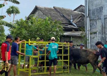 Iduladha 1447 H Menjadi Media Memperkuat Semangat Gotong Royong PAC LDII Pangkatrejo