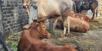 Iduladha 2026, PAC LDII Kendalkemlagi Salurkan 15 Sapi dan 37 Kambing