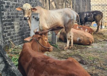 Iduladha 2026, PAC LDII Kendalkemlagi Salurkan 15 Sapi dan 37 Kambing