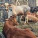 Iduladha 2026, PAC LDII Kendalkemlagi Salurkan 15 Sapi dan 37 Kambing