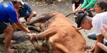 Menyembelih Ego Kepemilikan, Semangat Gotong Royong Warnai Kurban di PC LDII Babat