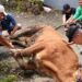 Menyembelih Ego Kepemilikan, Semangat Gotong Royong Warnai Kurban di PC LDII Babat